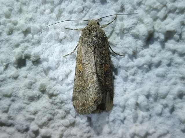 Spodoptera exigua - apró jegyesbagoly