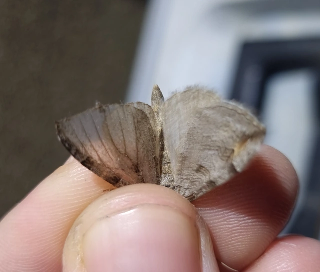 Aplocera plagiata - szürke csíkosaraszoló