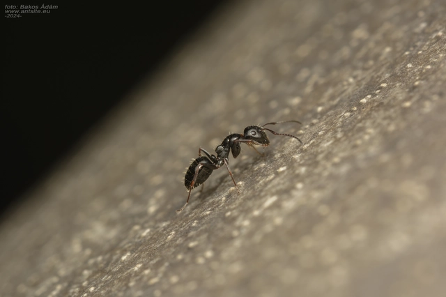 Camponotus piceus - szurkos lóhangya