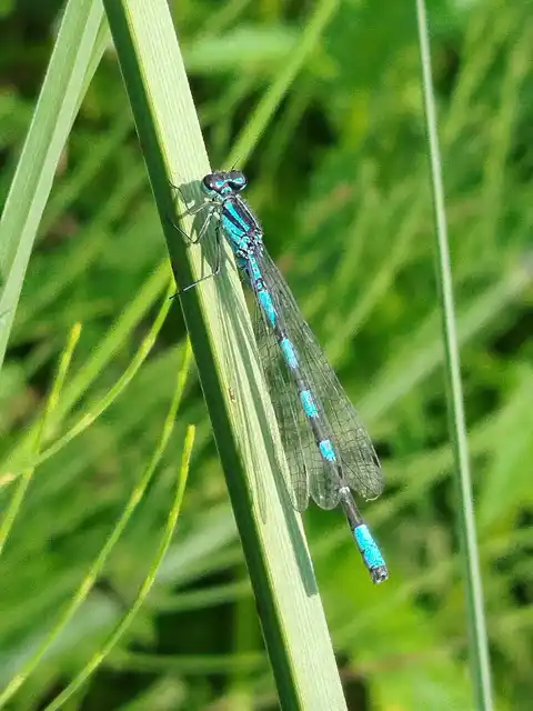 Coenagrion hastulatum - lándzsás légivadász