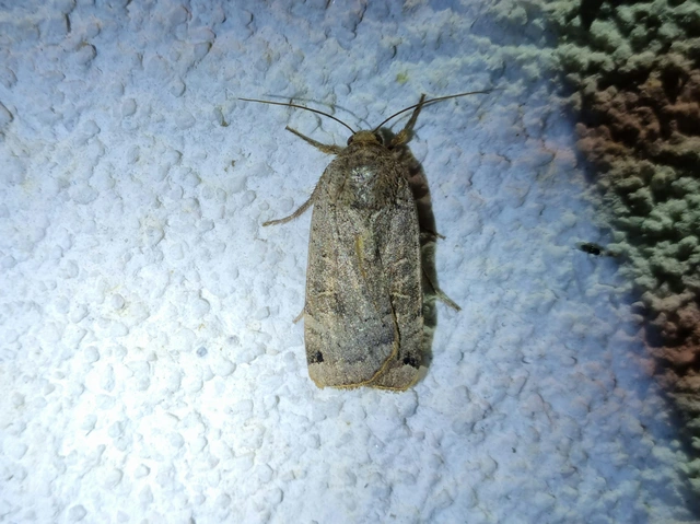 Noctua orbona - foltos sárgafűbagoly