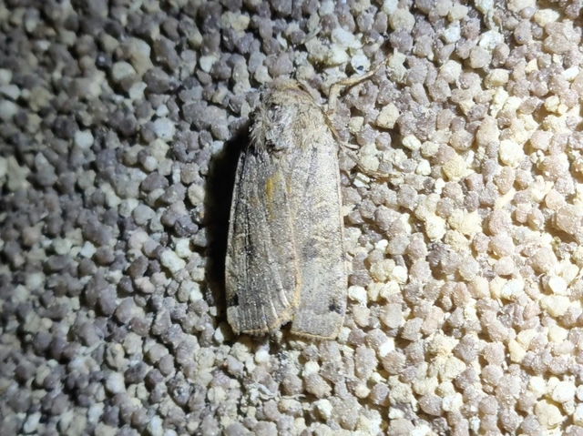Noctua orbona - foltos sárgafűbagoly