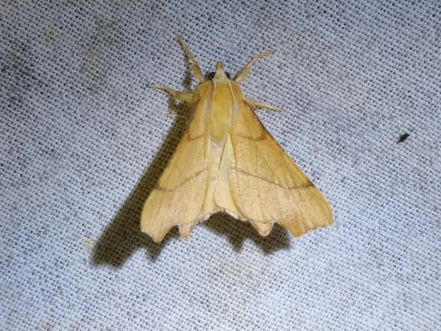Ennomos erosaria - hársfa-levélaraszoló