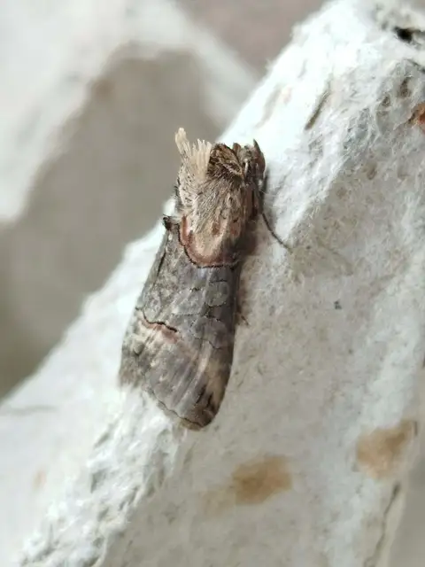 Abrostola triplasia - közönséges csalánbagoly