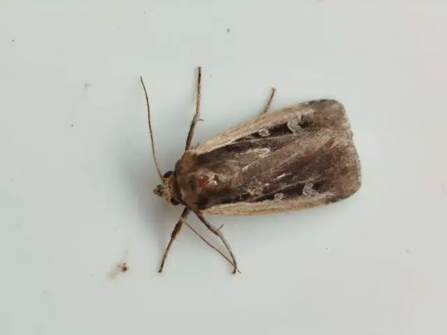 Ochropleura plecta - fehérszegélyű fűbagoly