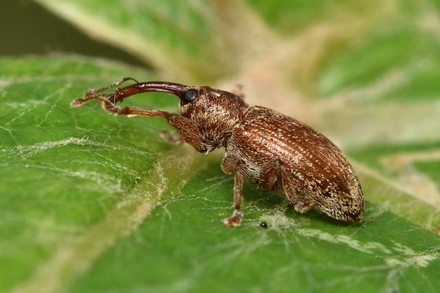 Dorytomus melanophthalmus - sárgaorrú hangormányos