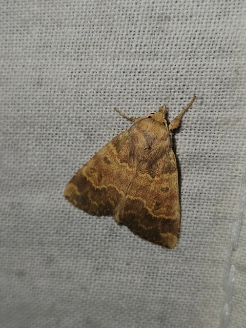 Tiliacea aurago - aranyló sárgabagoly