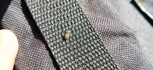 Sitona hispidulus - szőrös csipkézőbogár
