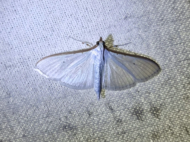 Palpita vitrealis - hófehér tűzmoly
