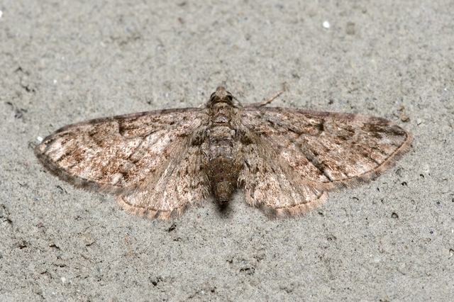Eupithecia ericeata - feketefenyő-törpearaszoló