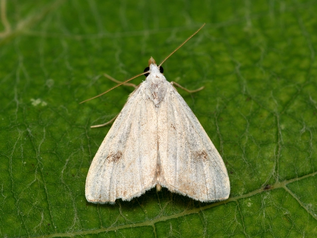 Rivula sericealis - selymes lórombagoly