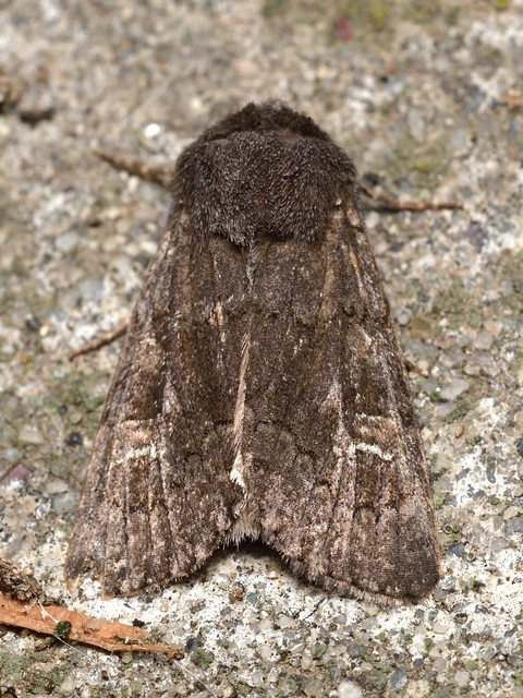 Aporophyla lutulenta - sziki őszibagoly