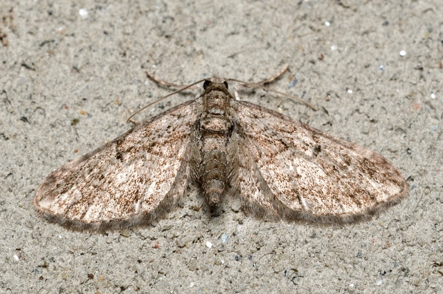 Eupithecia ericeata - feketefenyő-törpearaszoló