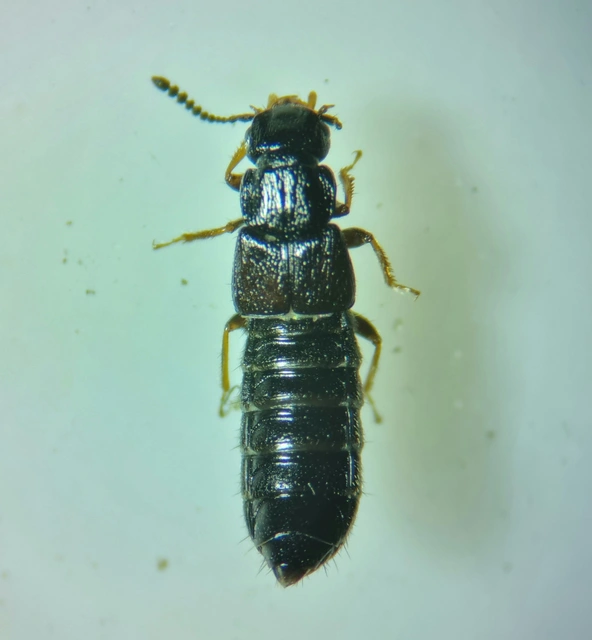 Anotylus hybridus - erdei korhóholyva Anotylus hybridus - erdei korhóholyva