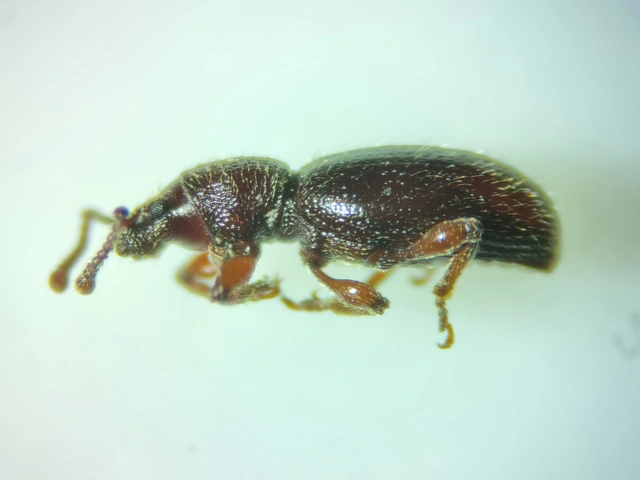 Stomodes gyrosicollis - gyökérlakó ormányos