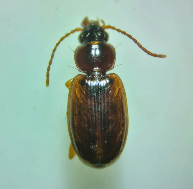 Trechus quadristriatus - közönséges fürgefutonc