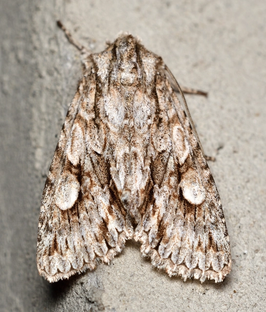 Meganephria bimaculosa - kétfoltos szilbagoly