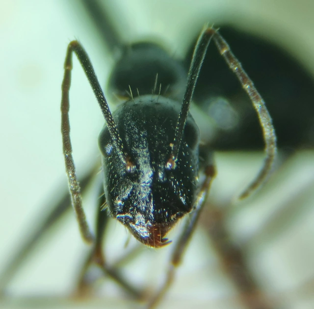 Camponotus aethiops - szőrös lóhangya