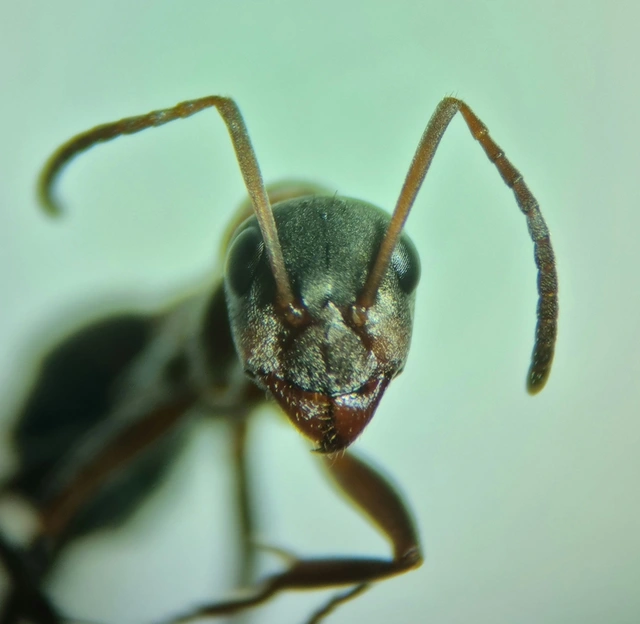 Formica cunicularia - gyakori rabszolgahangya