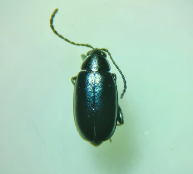 Phyllotreta nigripes - feketecsápú káposzta-földibolha