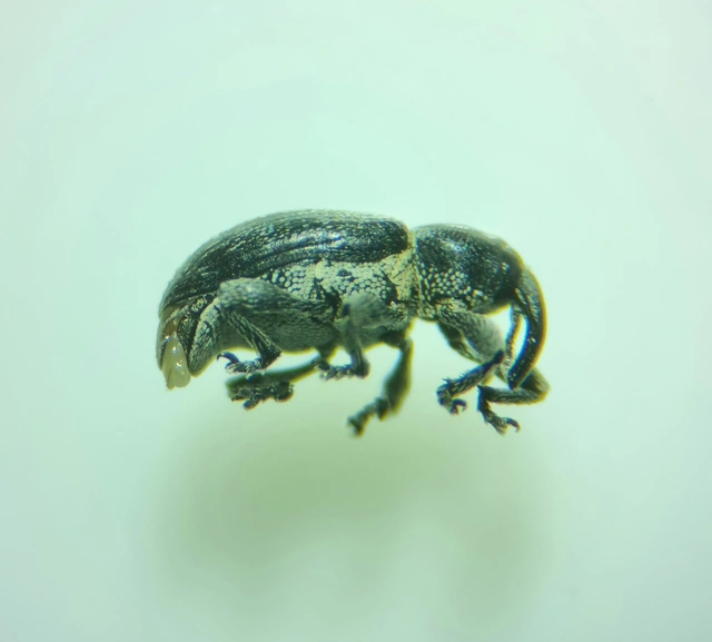 Smicronyx jungermanniae - közönséges arankaormányos