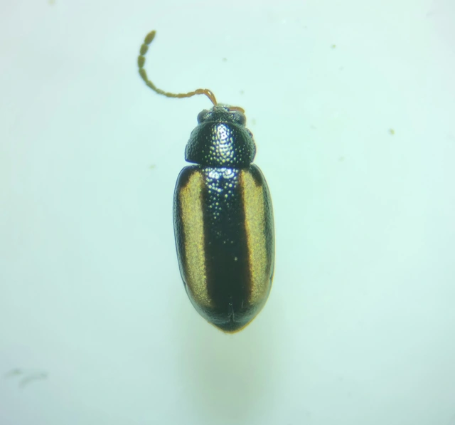Phyllotreta vittula - muharbolha