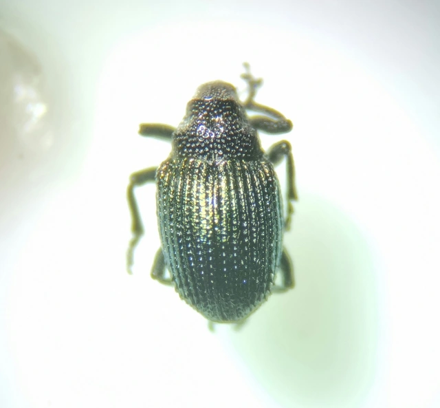 Ceutorhynchus erysimi - kis repcsény-ceutormányos