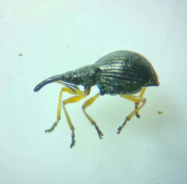 Protapion fulvipes - vadhere-cickányormányos Protapion fulvipes - vadhere-cickányormányos