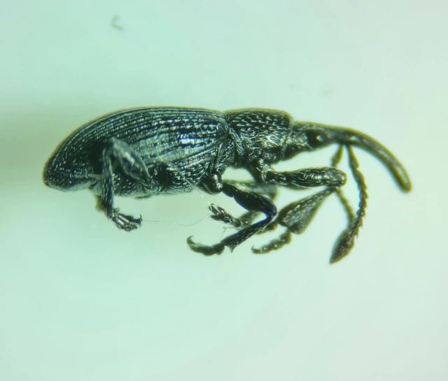 Ceratapion penetrans - lapátlábú cickányormányos Ceratapion penetrans - lapátlábú cickányormányos