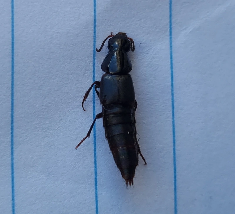 Quedius lateralis - sárgaszegélyes mohaholyva