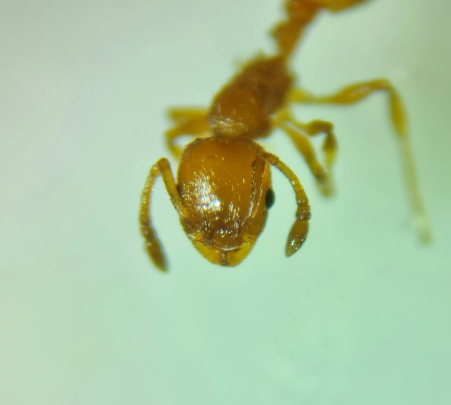 Temnothorax unifasciatus - gyűrűs kéreghangya