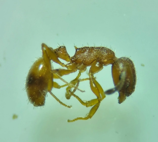 Temnothorax unifasciatus - gyűrűs kéreghangya