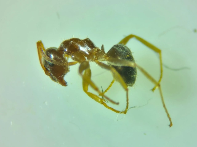 Lasius alienus - kövi feketehangya