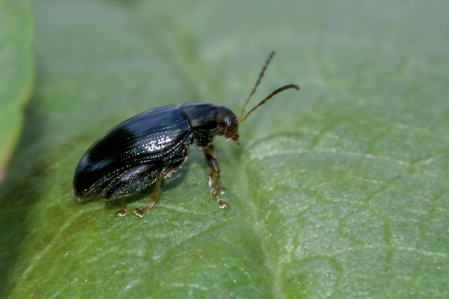 Psylliodes chrysocephala - repce-földibolha