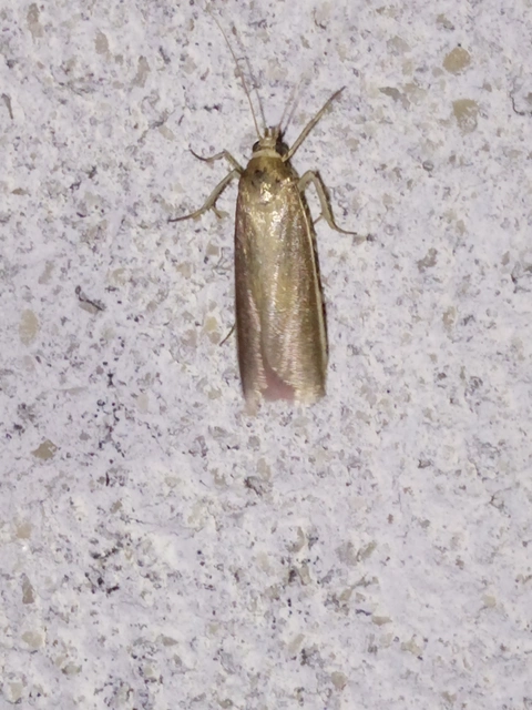 Oncocera semirubella - lucernamoly