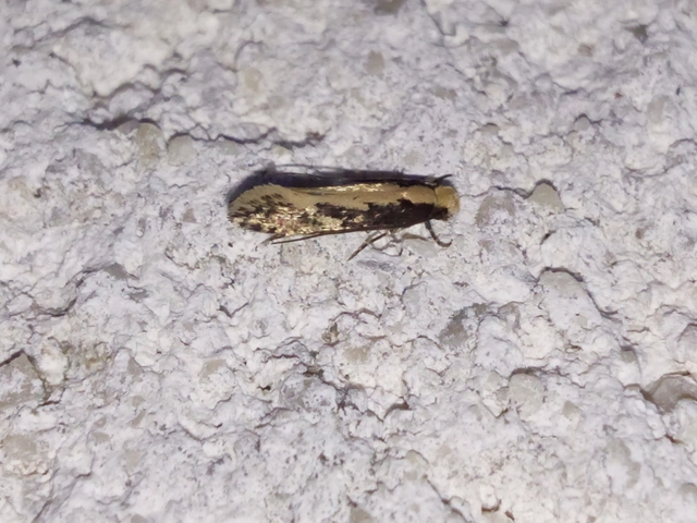 Tineidae - ruhamolyfélék