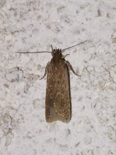 Helcystogramma