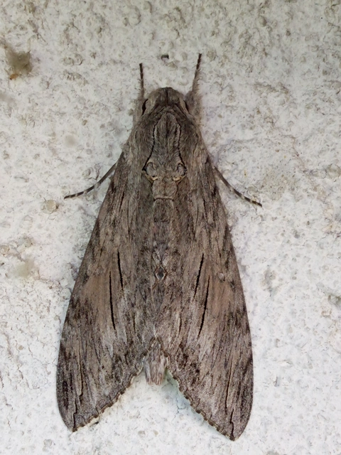 Agrius convolvuli - szulákszender