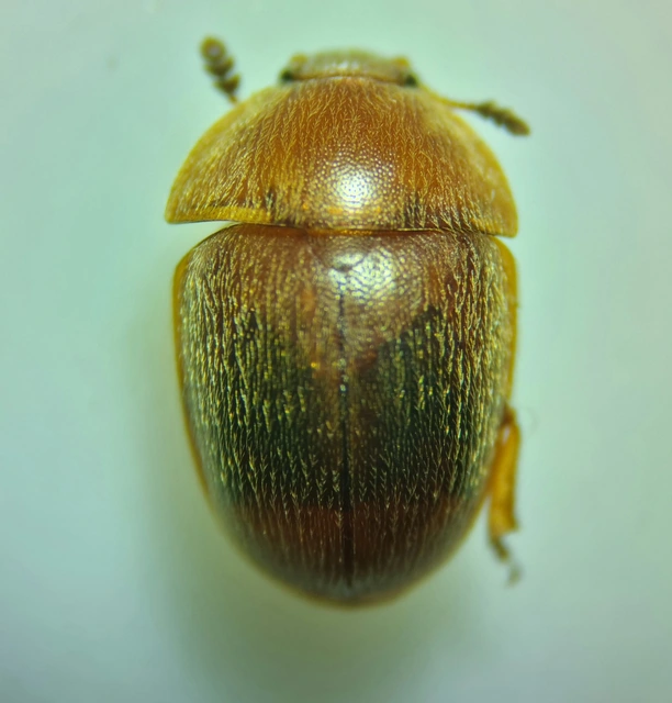 Cychramus luteus - sárga fénybogár Cychramus luteus - sárga fénybogár