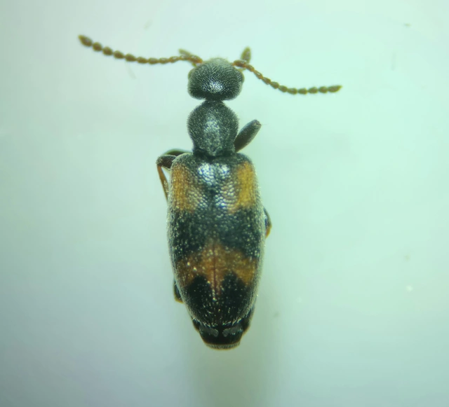 Anthicus antherinus - közönséges fürgebogár