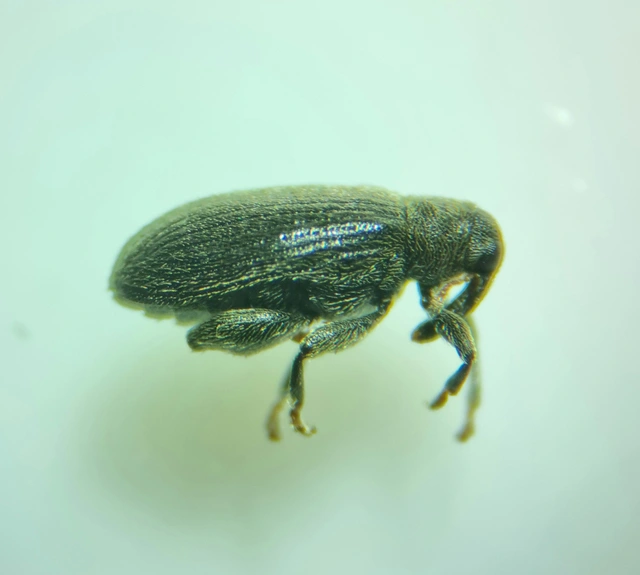 Orchestes fagi - bükk-bolhaormányos
