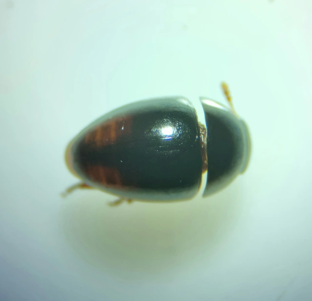 Phalacridae - kalászbogárfélék Phalacridae - kalászbogárfélék