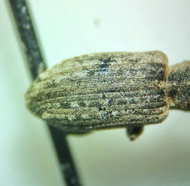 Sitona callosus - szempillás csipkézőbogár