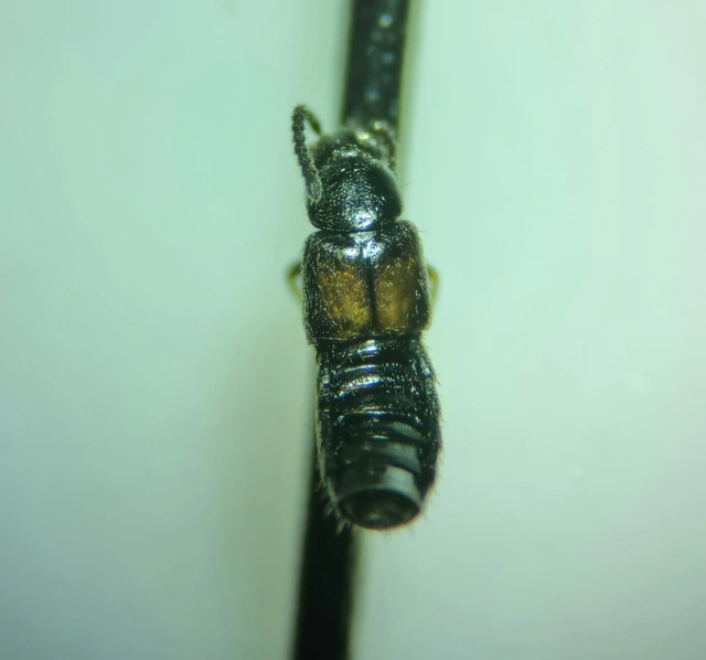 Atheta triangulum - címeres penészholyva