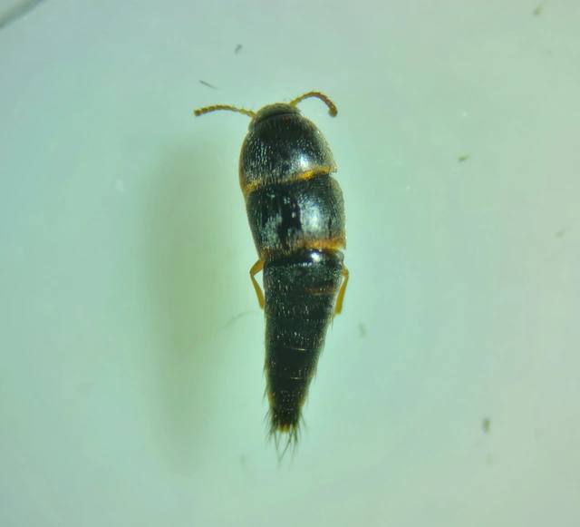 Sepedophilus testaceus - szurokszínű pihésholyva Sepedophilus testaceus - szurokszínű pihésholyva