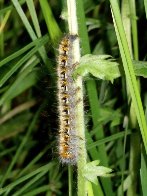 Lasiocampa quercus - tölgyfaszövő