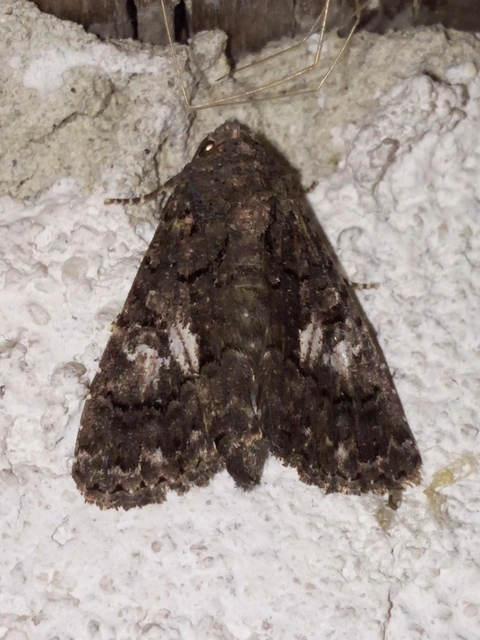 Anophia leucomelas - déli folyófűbagoly