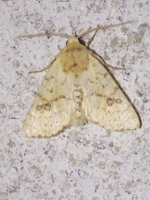 Tiliacea sulphurago - kénes sárgabagoly