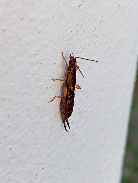 Forficula auricularia - közönséges fülbemászó
