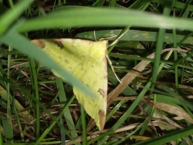 Opisthograptis luteolata - citromsárga araszoló